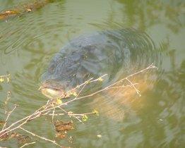 peste mare - momealacrap.jpg